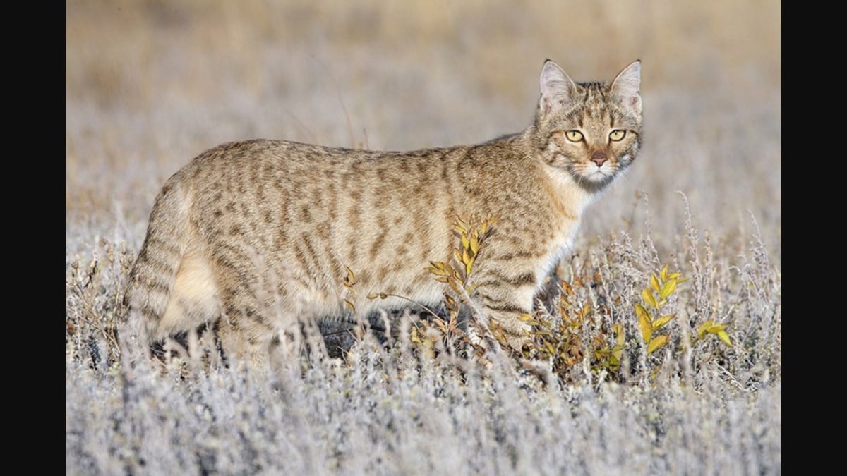 Степной кот Felis Libyca (Forster, 1780)