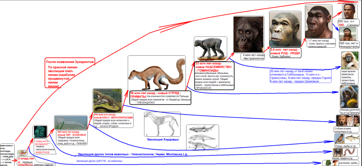Общий предок человека и собаки