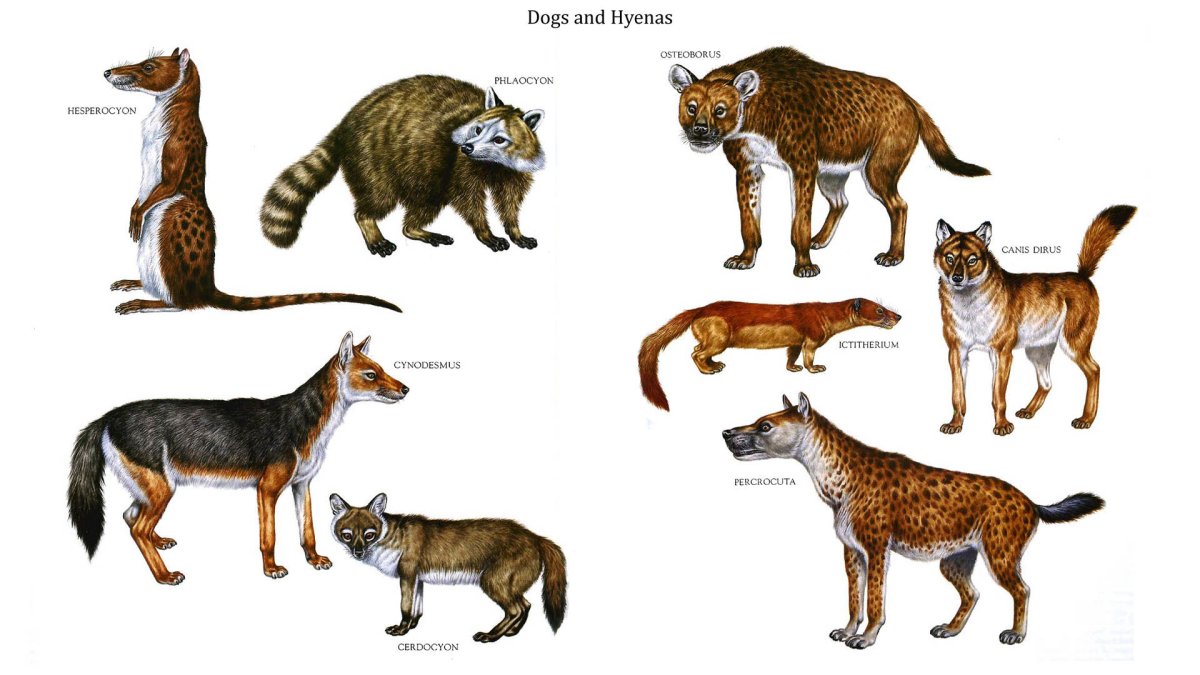 Hesperocyon геспероцион