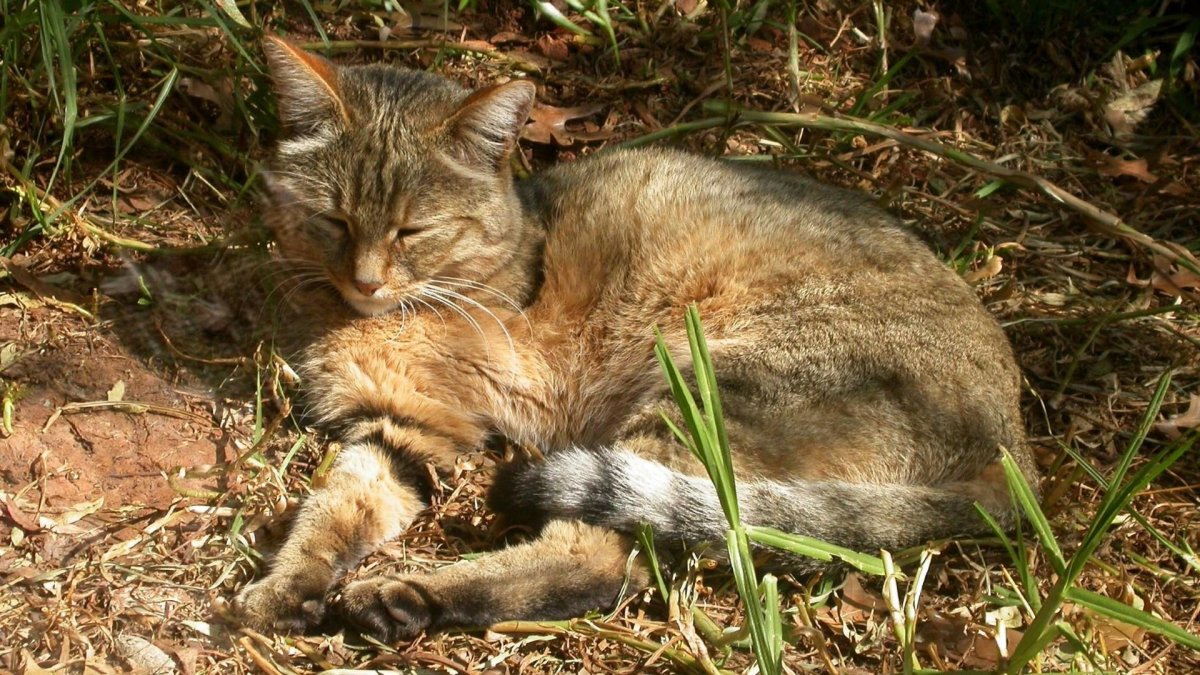 Степной кот Felis Silvestris