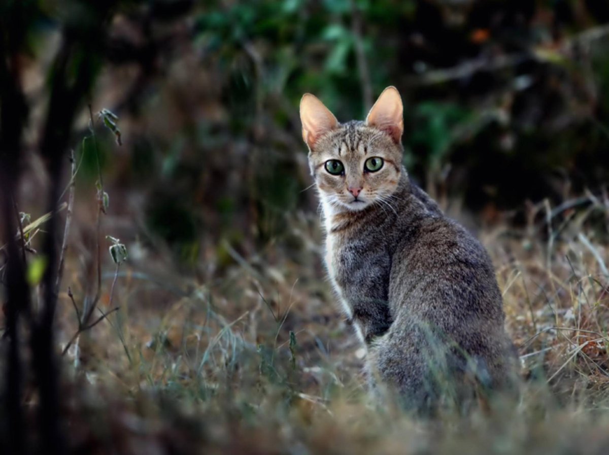 Степной кот Felis Silvestris