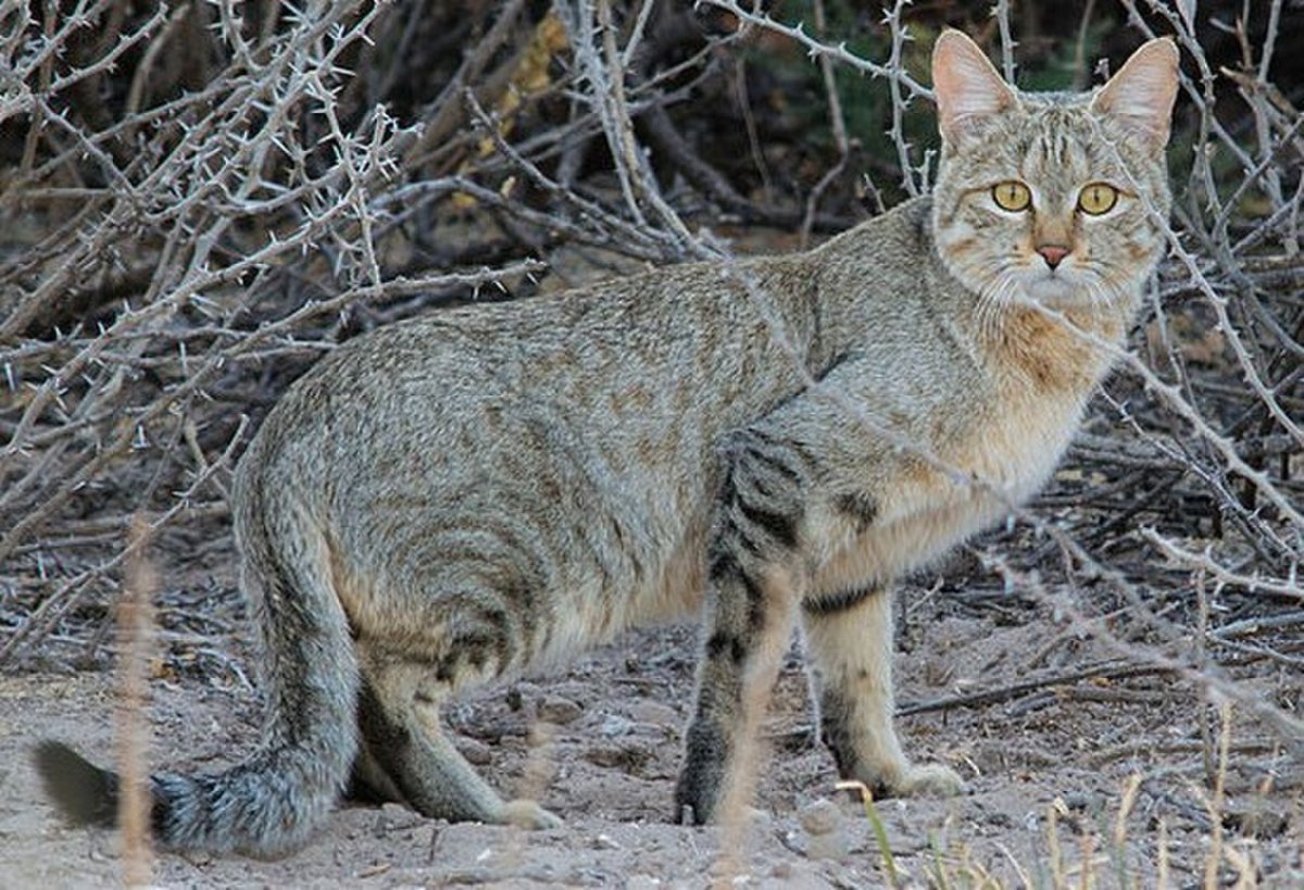 Степная кошка (Felis Libyca)