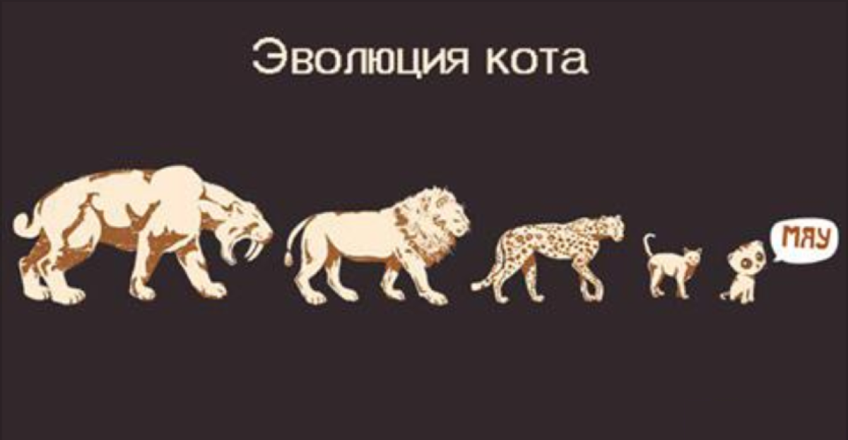 Предки кошачьих Эволюция