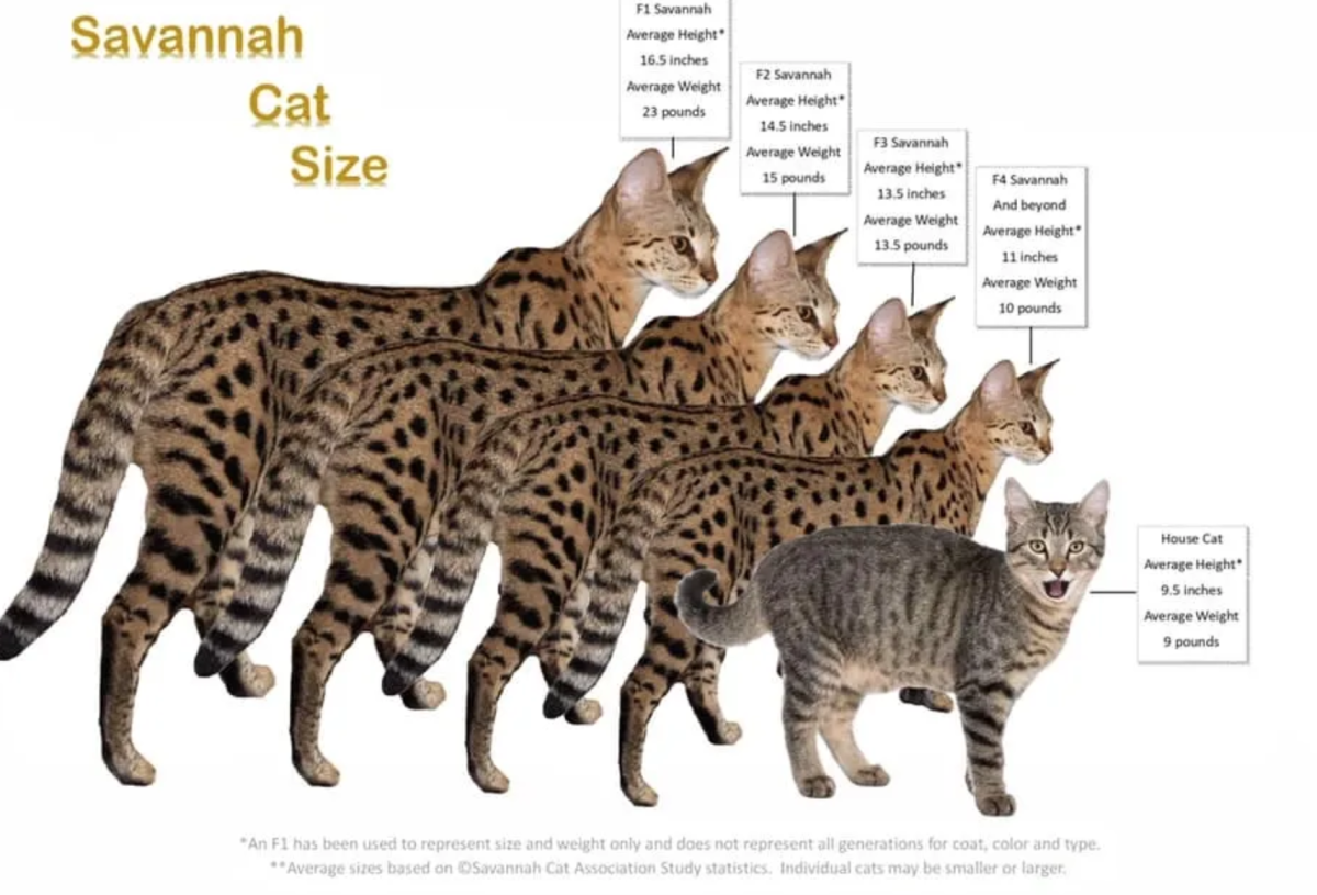 Бенгальская Саванна кошка