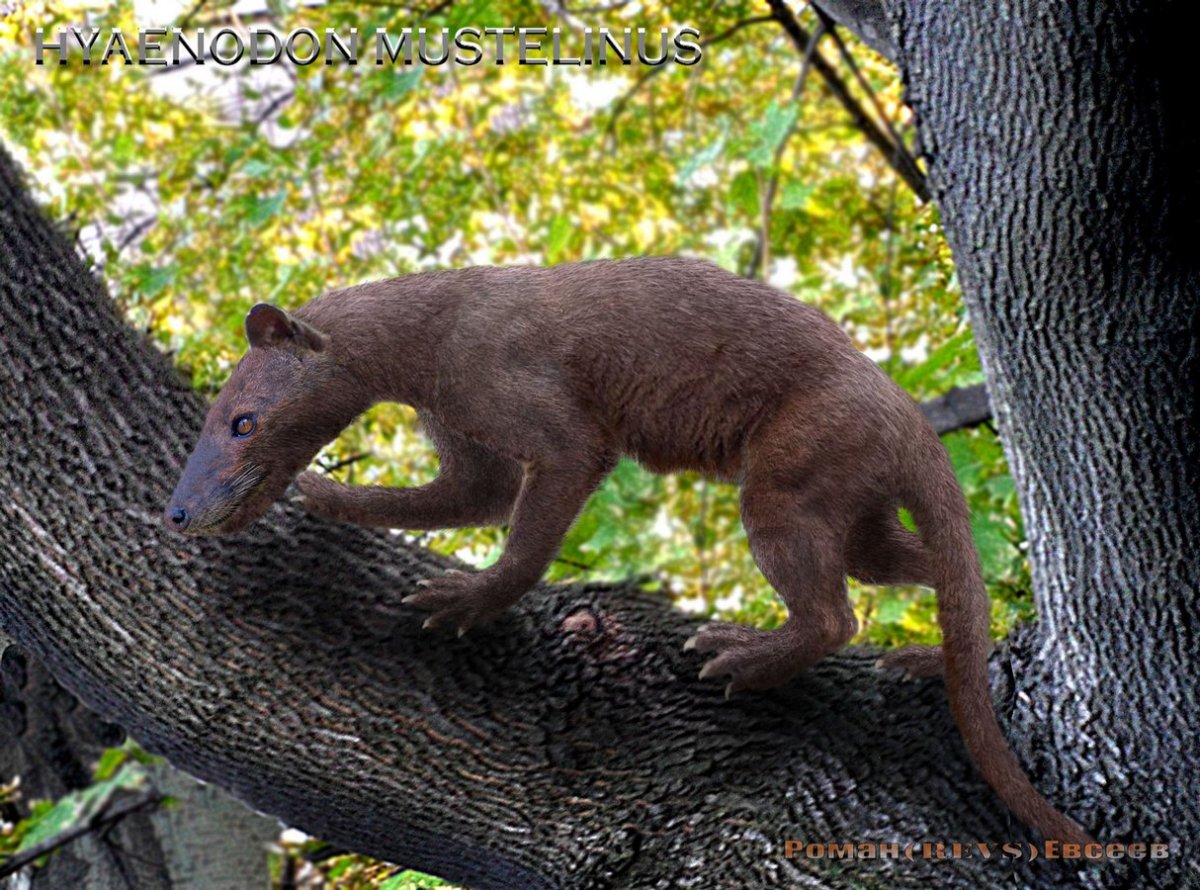 Предки кошек