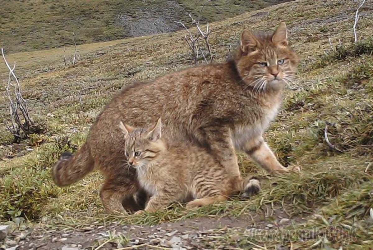 Китайская кошка (Felis bieti