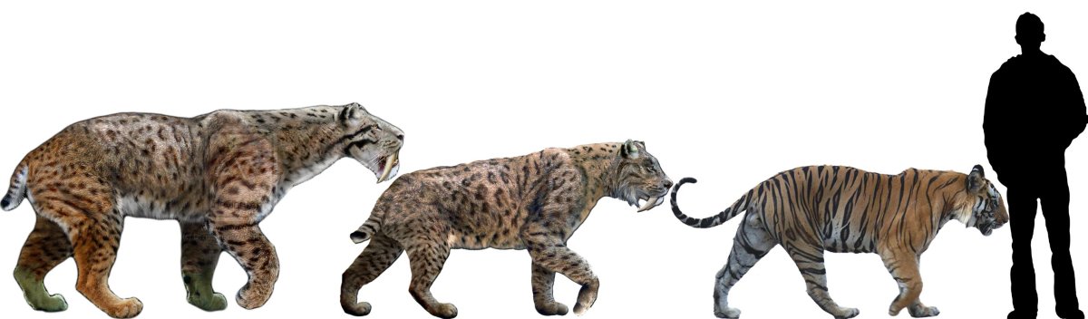 Смилодон популятор