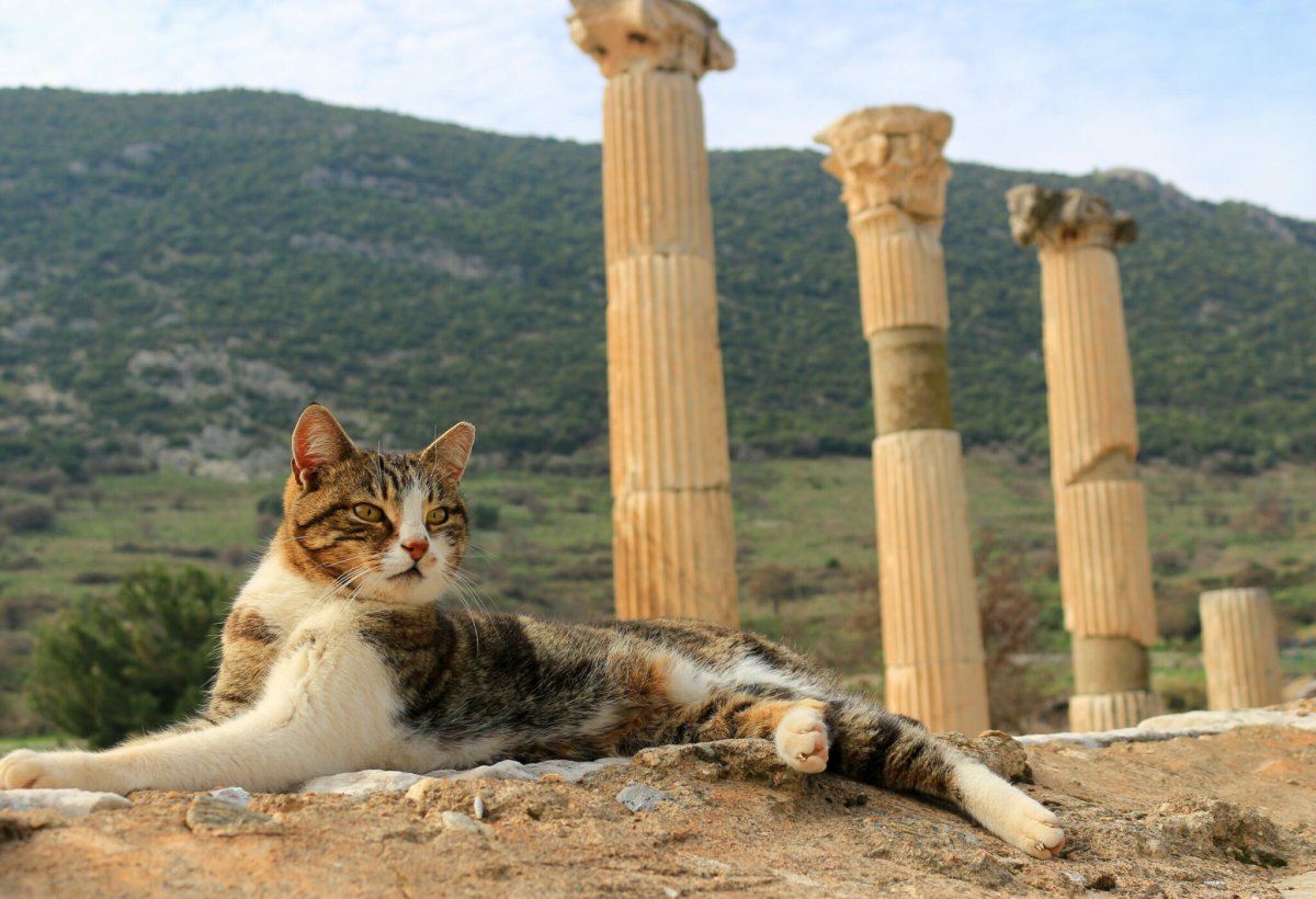 Коты Эфеса