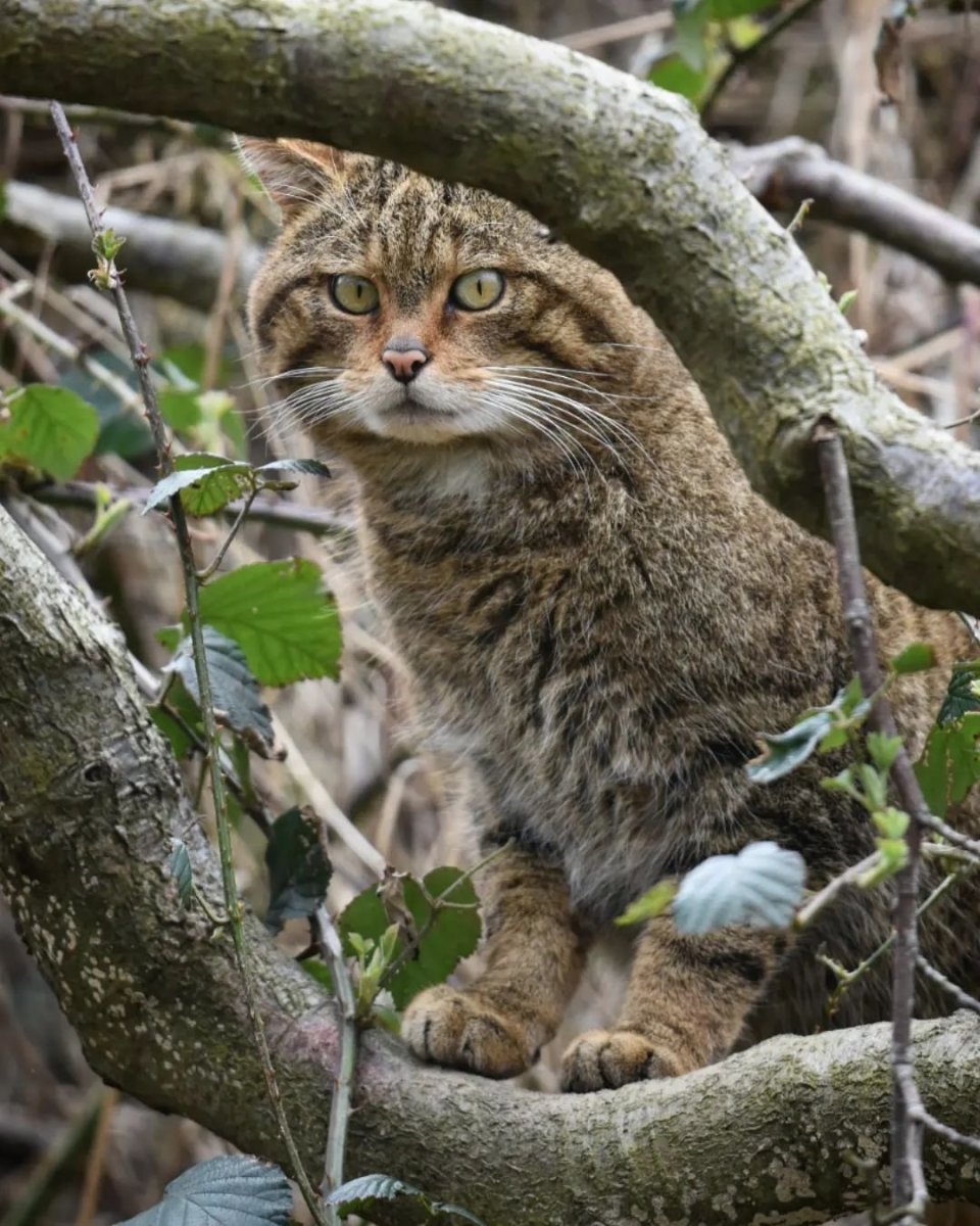 Шотландская Лесная кошка