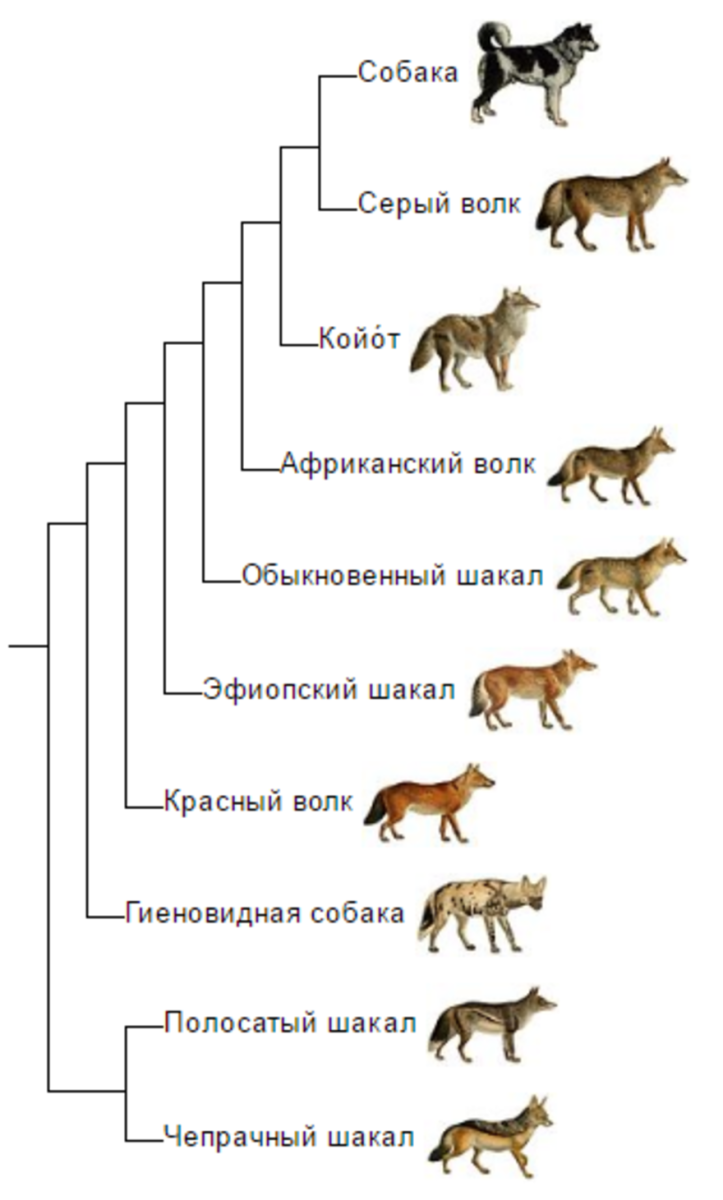 Филогенетический ряд волка