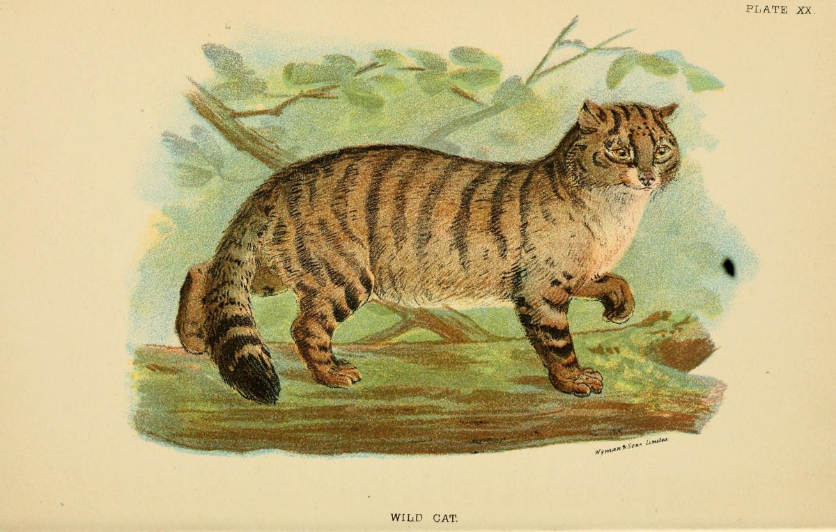 Древняя Дикая кошка