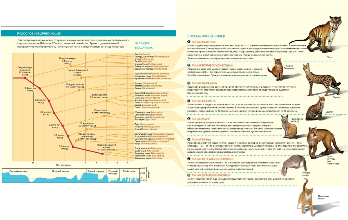 Филогенетическое Древо хищных