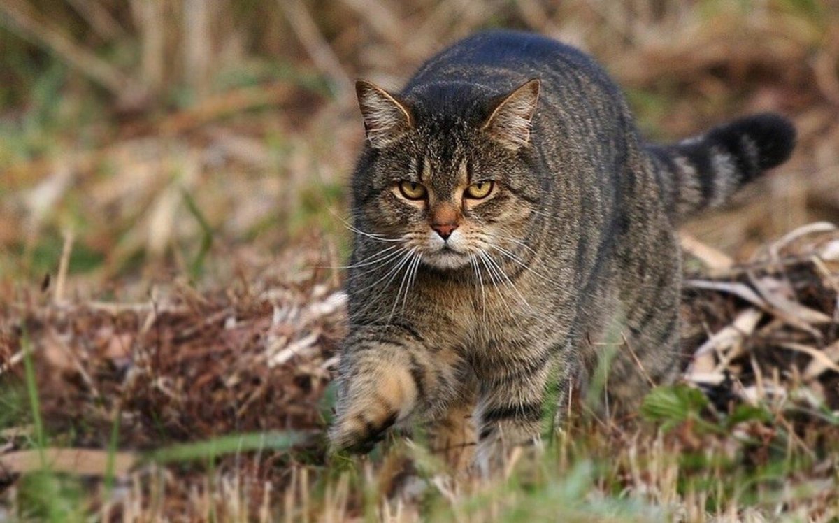 Степная кошка (Felis Libyca)