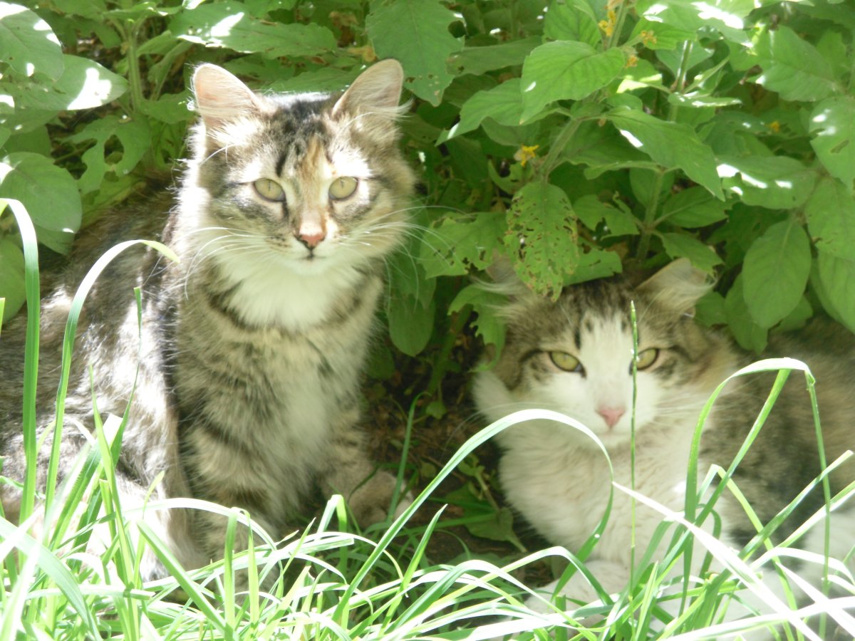 Бездомные животные коты