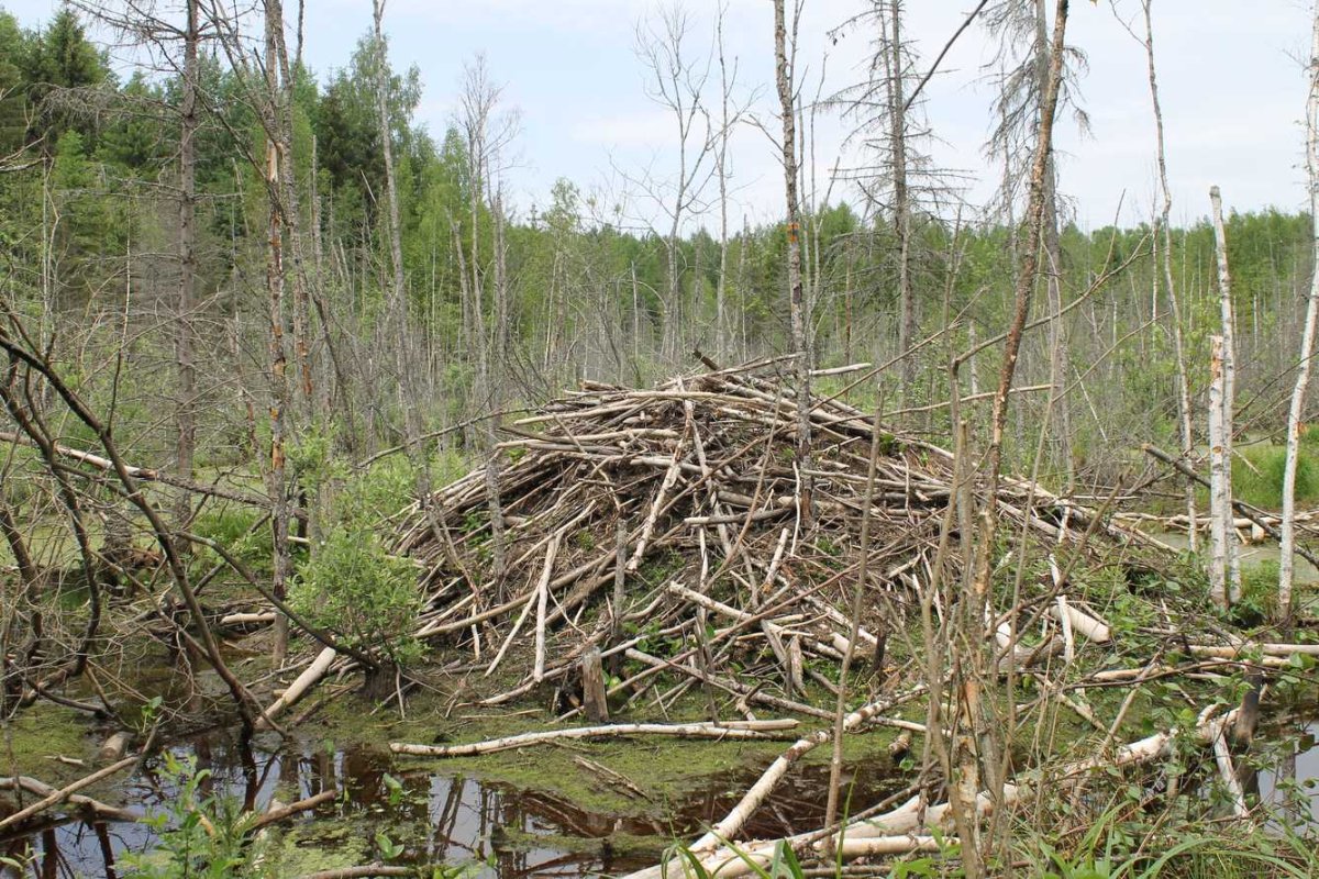 Бобровая плотина Вуд-Баффало