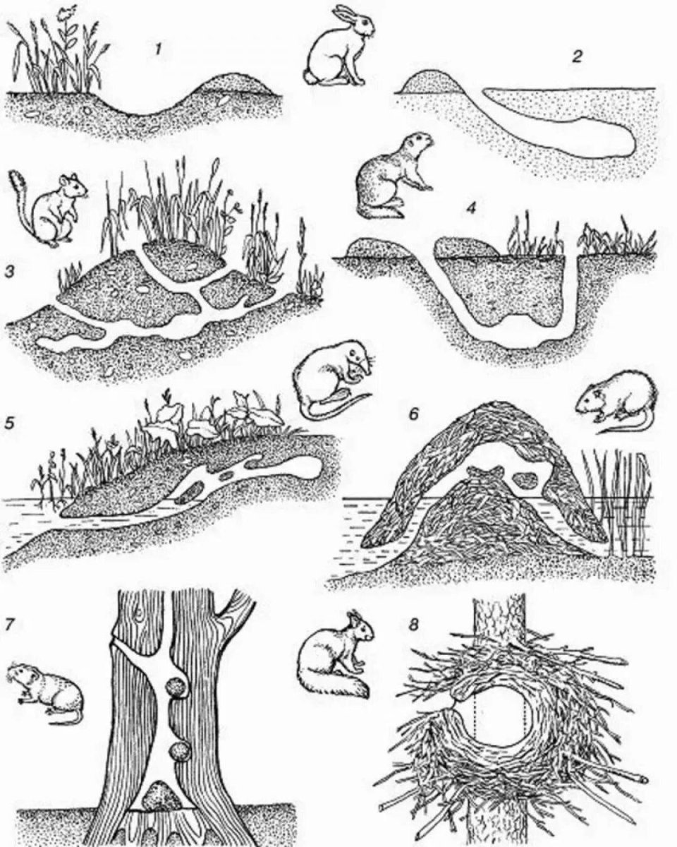 Хатка ондатры