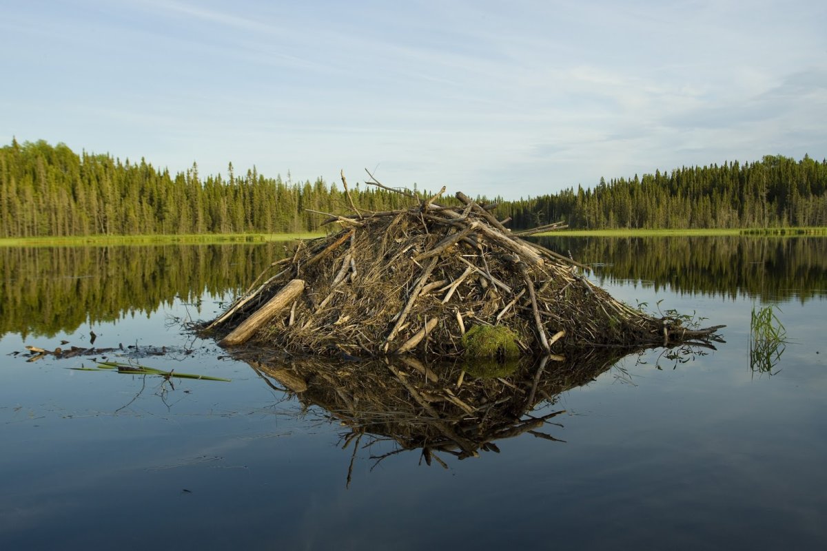Домик хатке Бобров