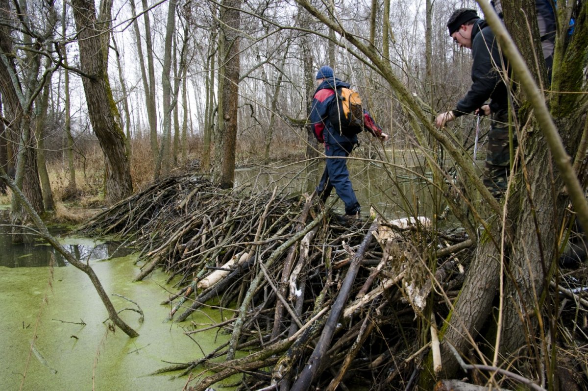 Обыкновенный Бобр плотина
