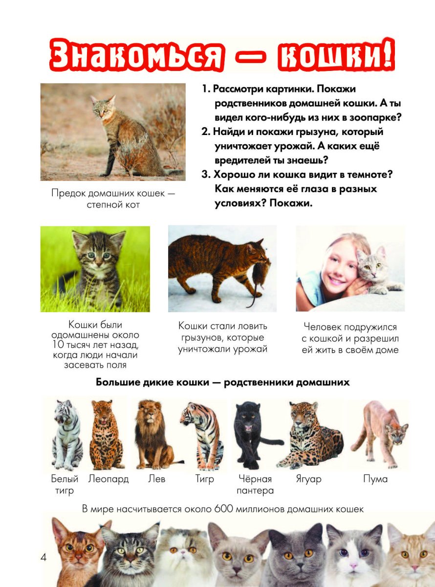 Кошачье семейство