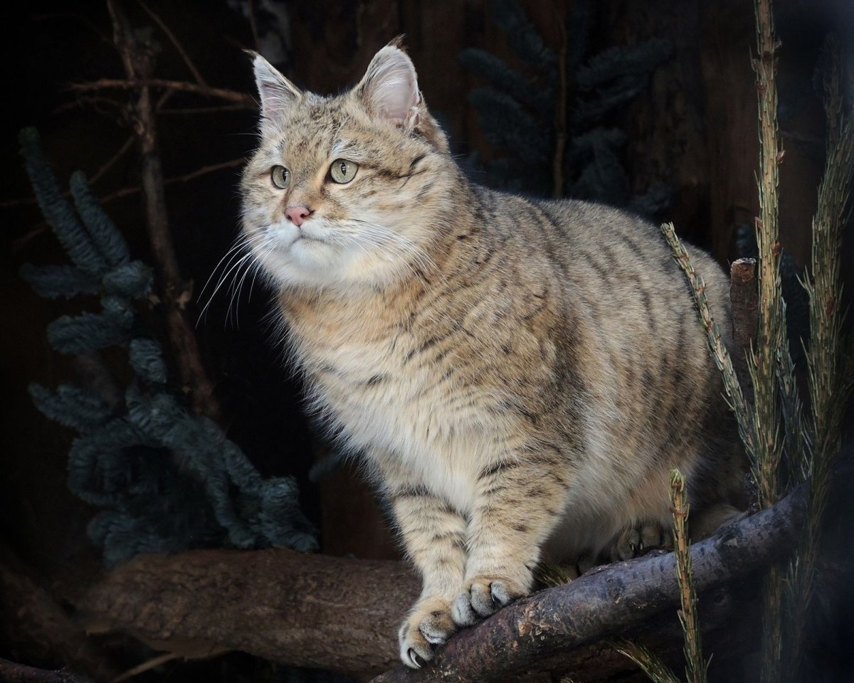 Степной кот Московский зоопарк