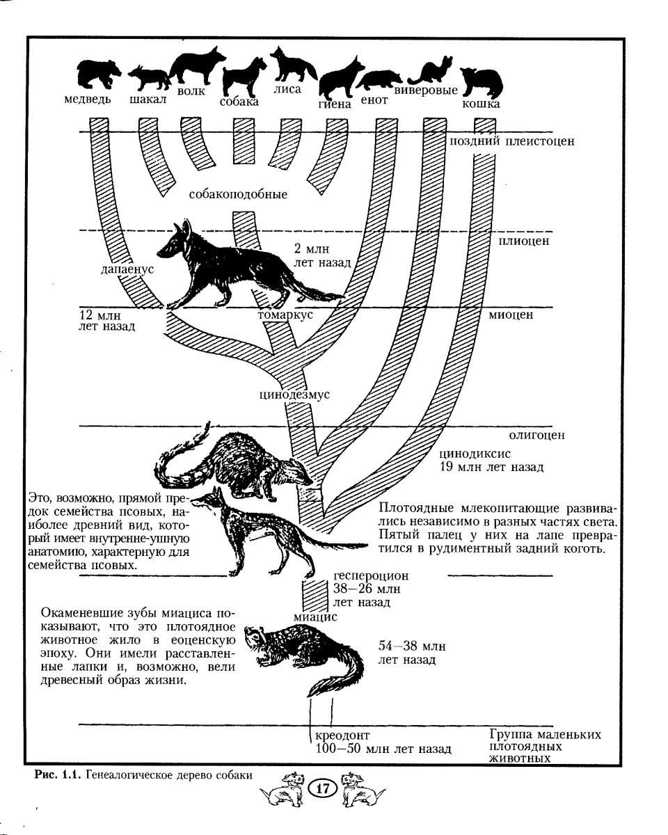 Родословное Древо пород собак