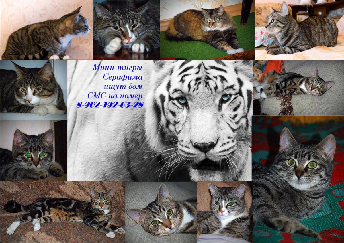 Рысь и кошка сравнение