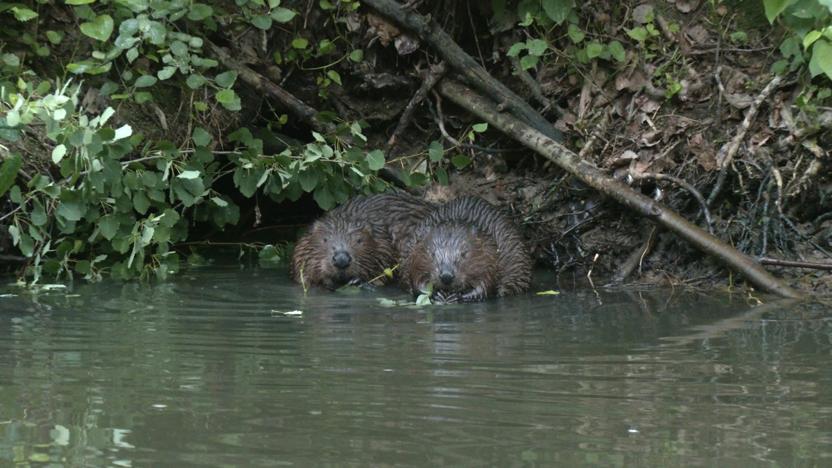 Хатка бобра огромная