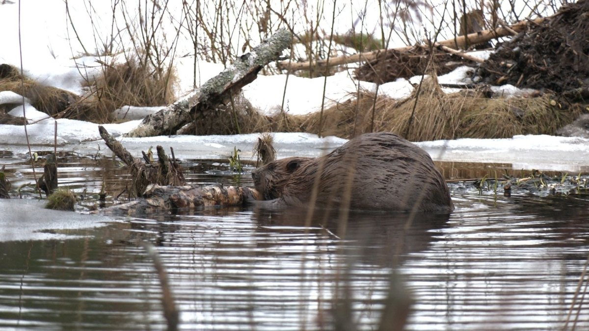 Хатка бобра