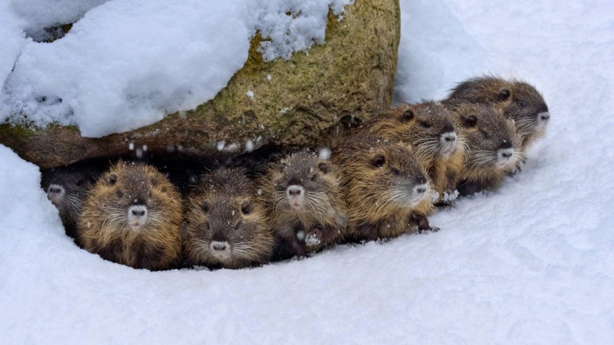 Амурский лемминг