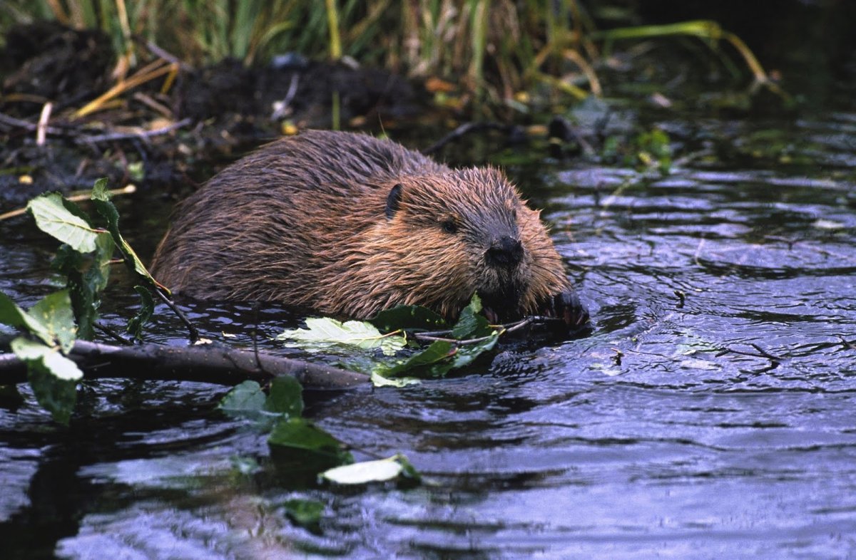 Речной Бобр Западносибирский подвид