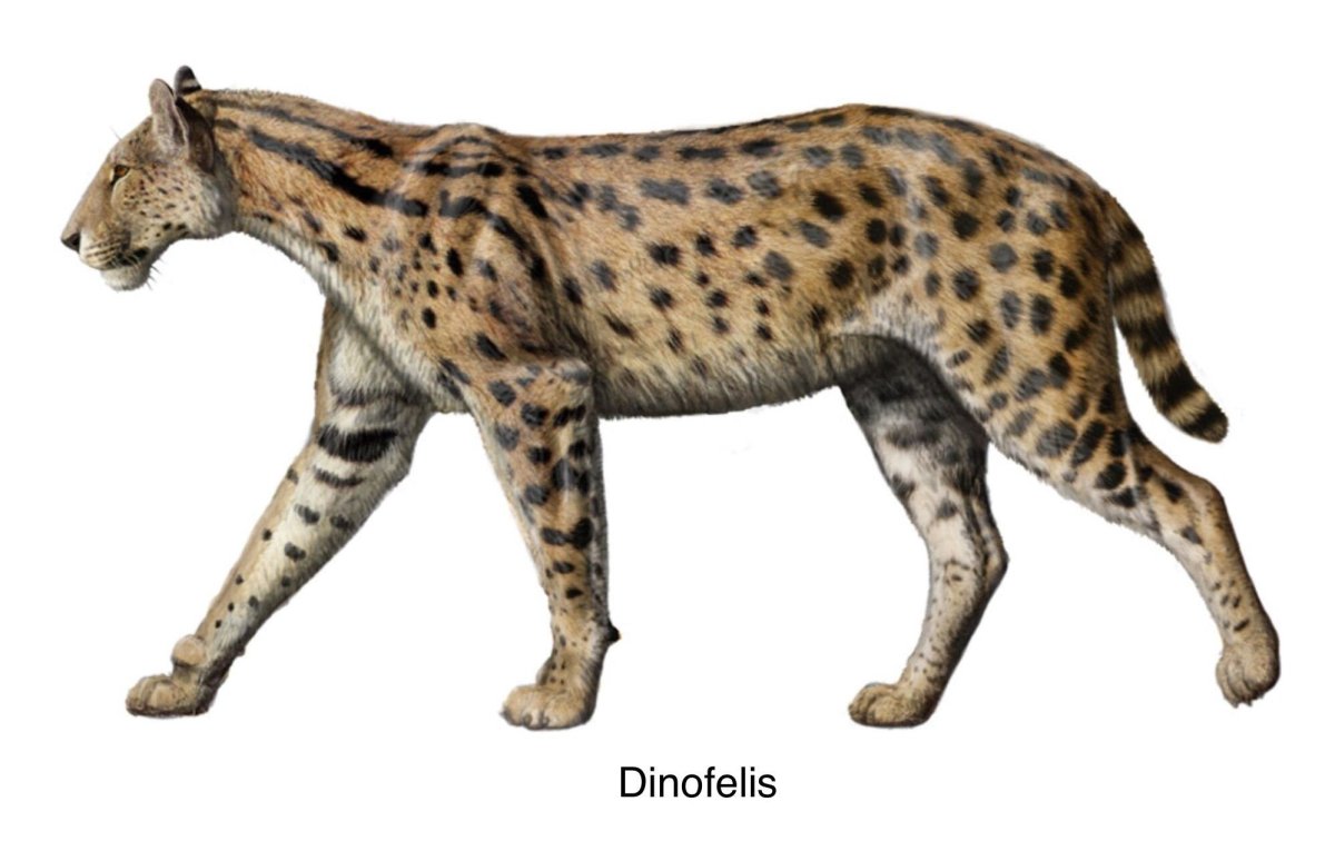 Lokotunjailurus emageritus