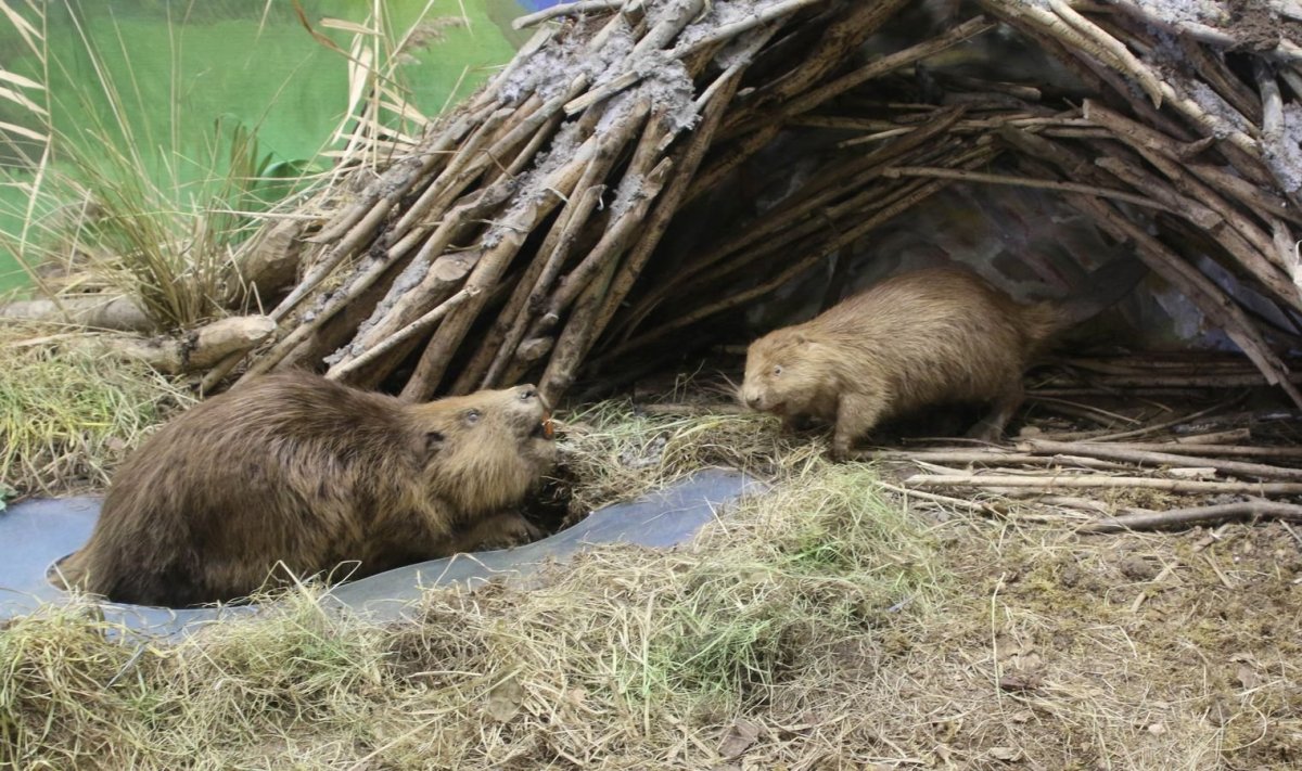 Хатка ондатры