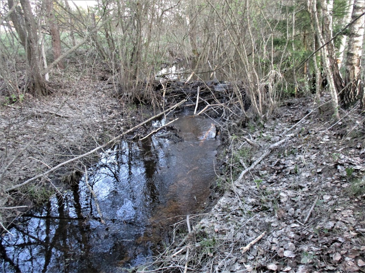 Бобровая плотина