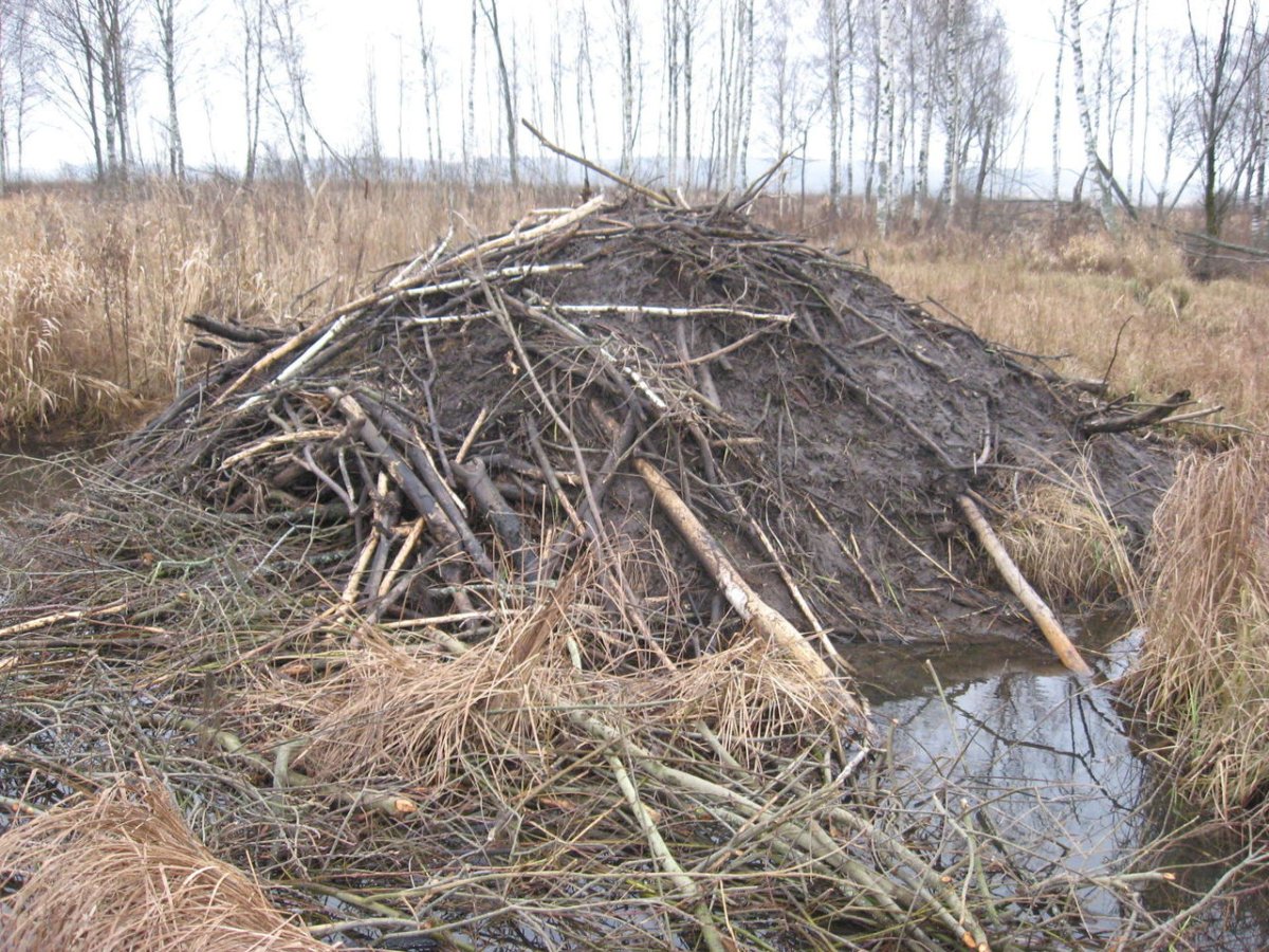 Бобр обыкновенный хатка