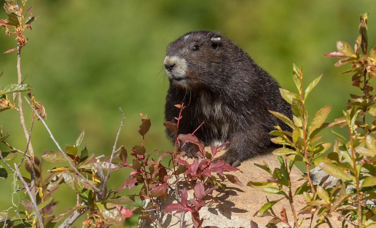 Альпийский сурок