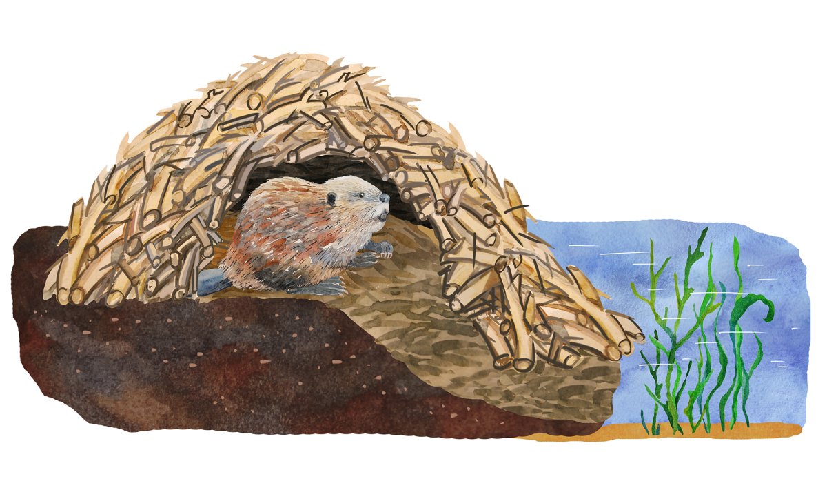 Бобёр плотина и хатка