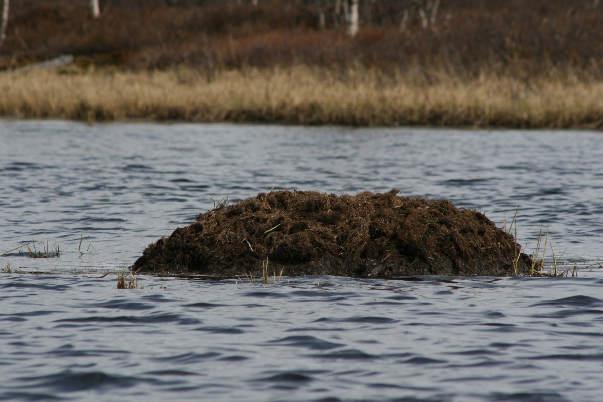 Жилище ондатры