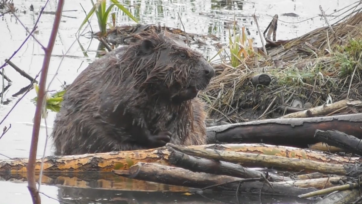 Ондатра плотина