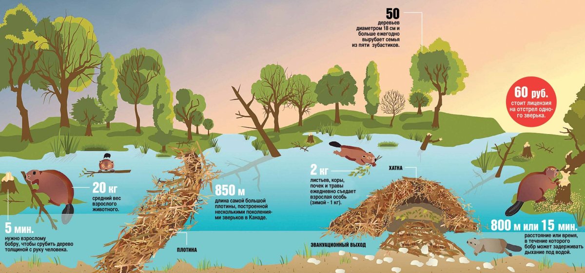 Бобровая хатка строение