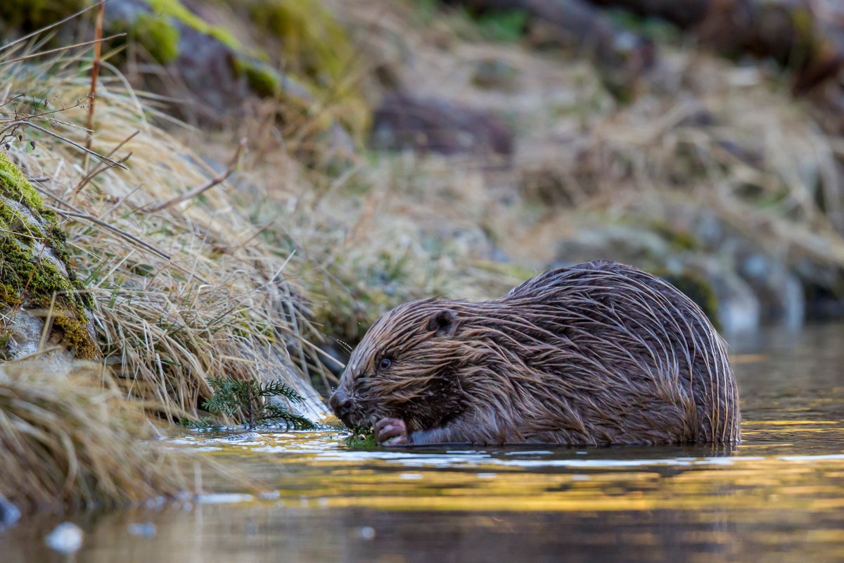 Речной Бобр хатки