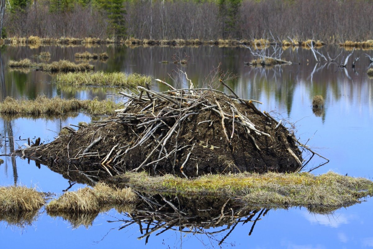 Бобёр плотина и хатка