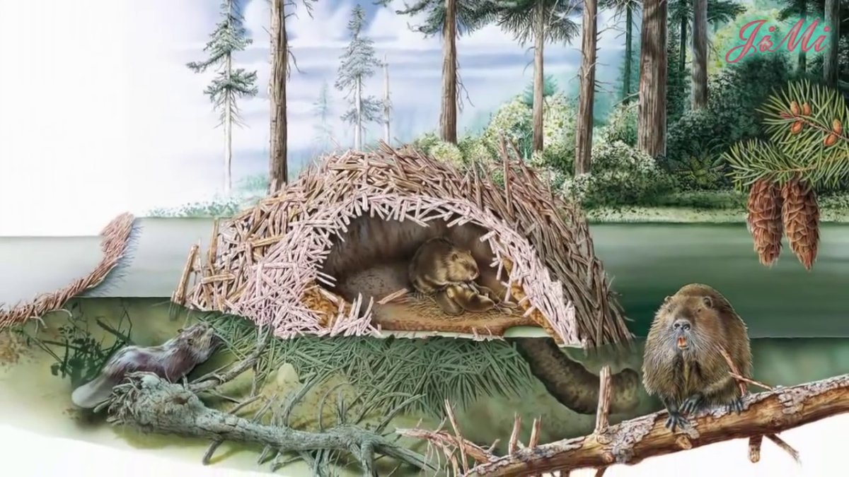 Жилище Бобров