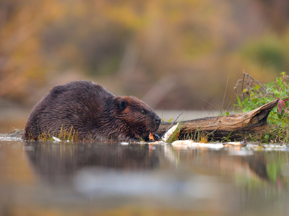 Западносибирский Бобр