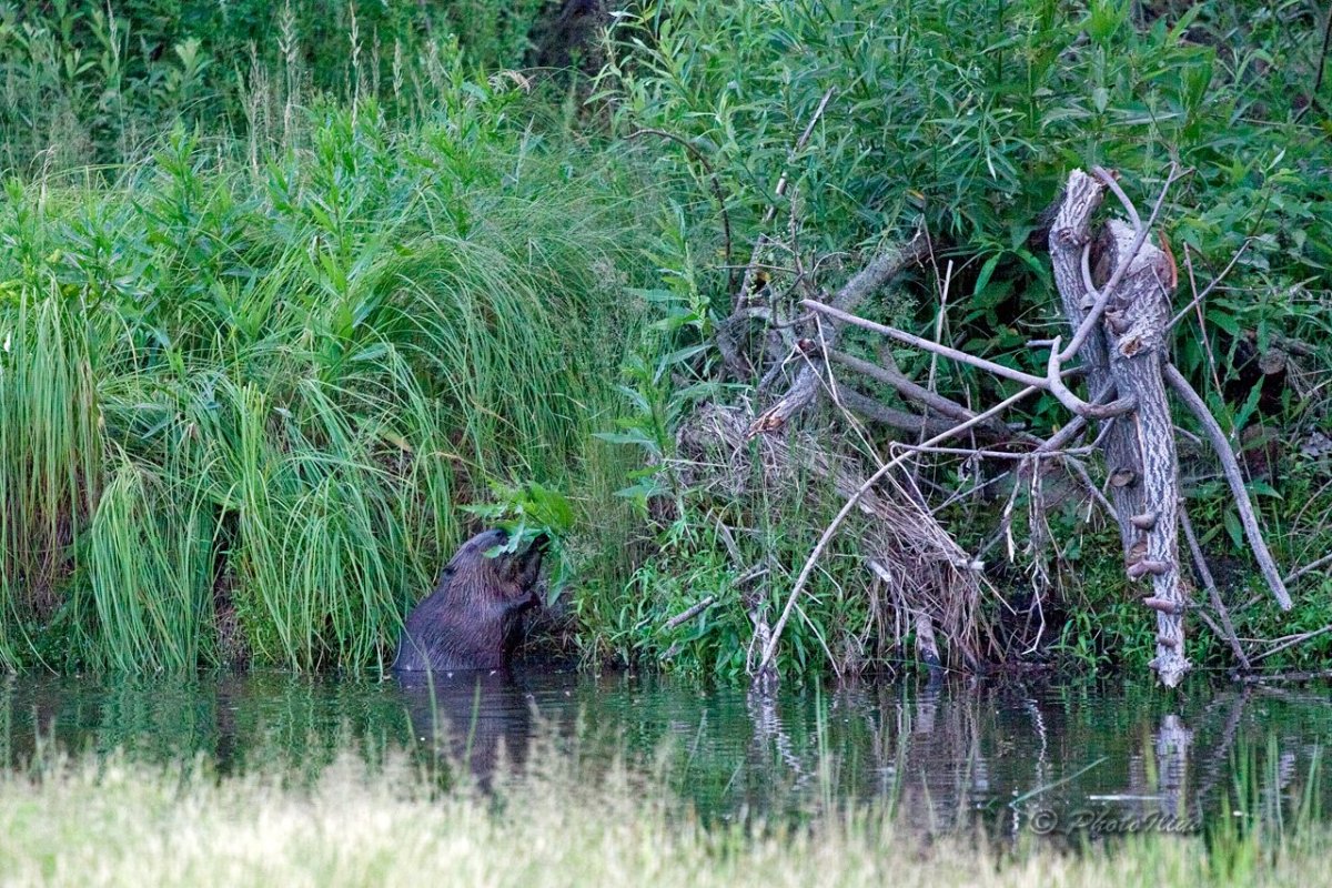Хатка речного бобра