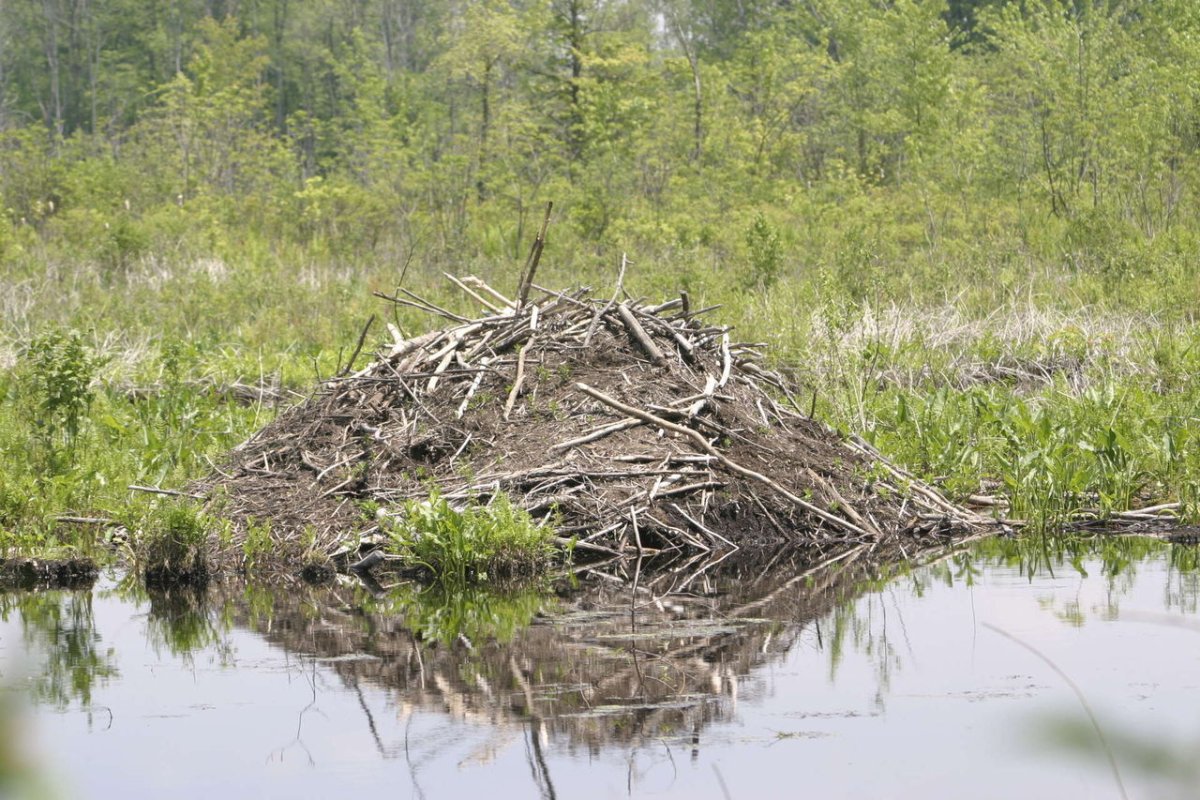 Домик хатка бобра