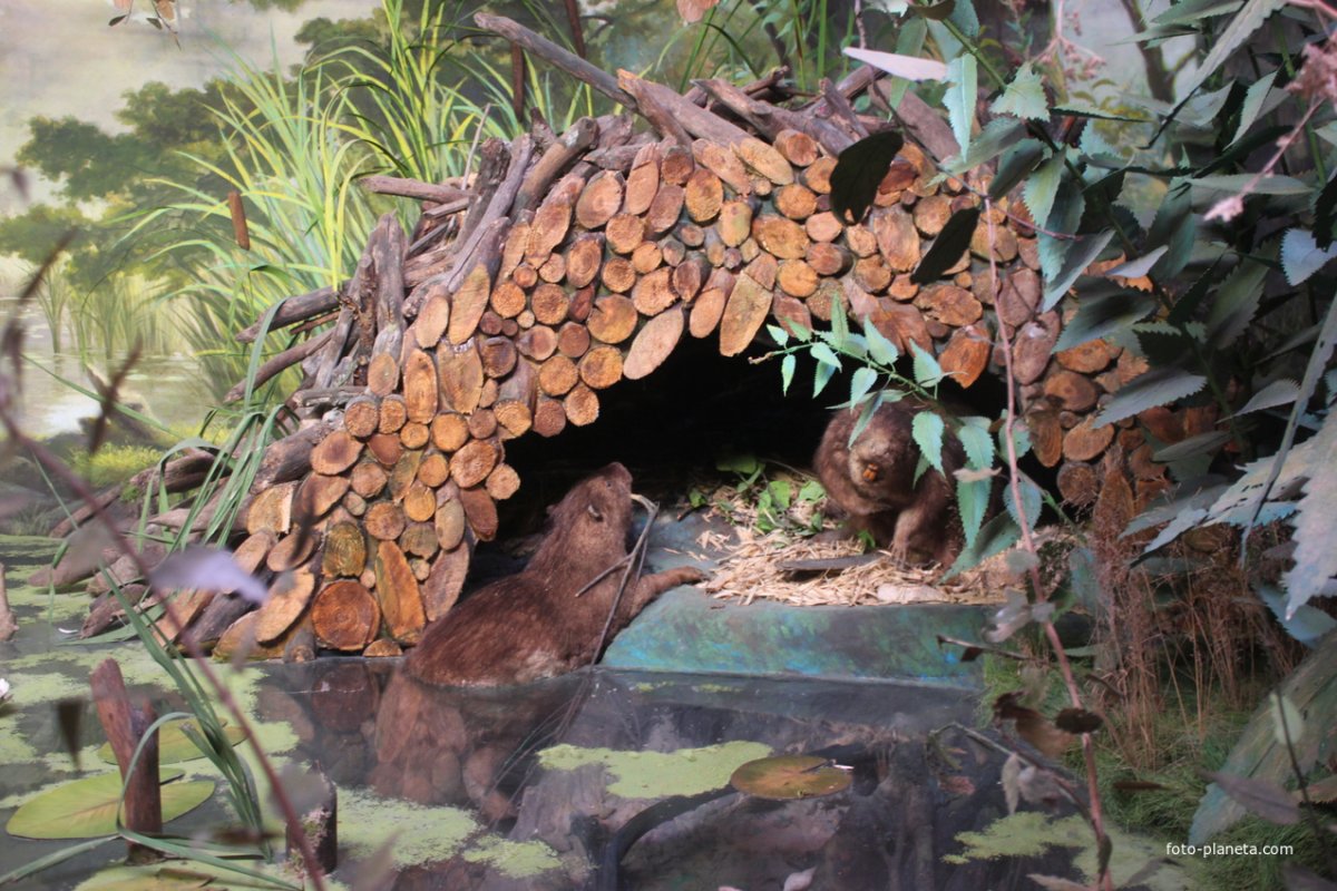 Музей бобра Воронежский заповедник