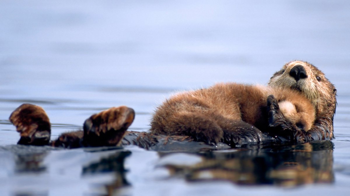 Три выдры несут добычу