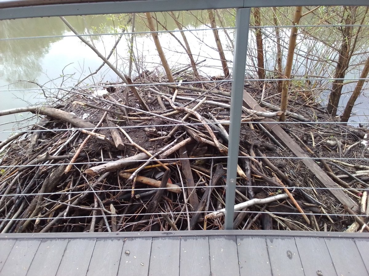 Хатка Бобров в Покровское Стрешнево