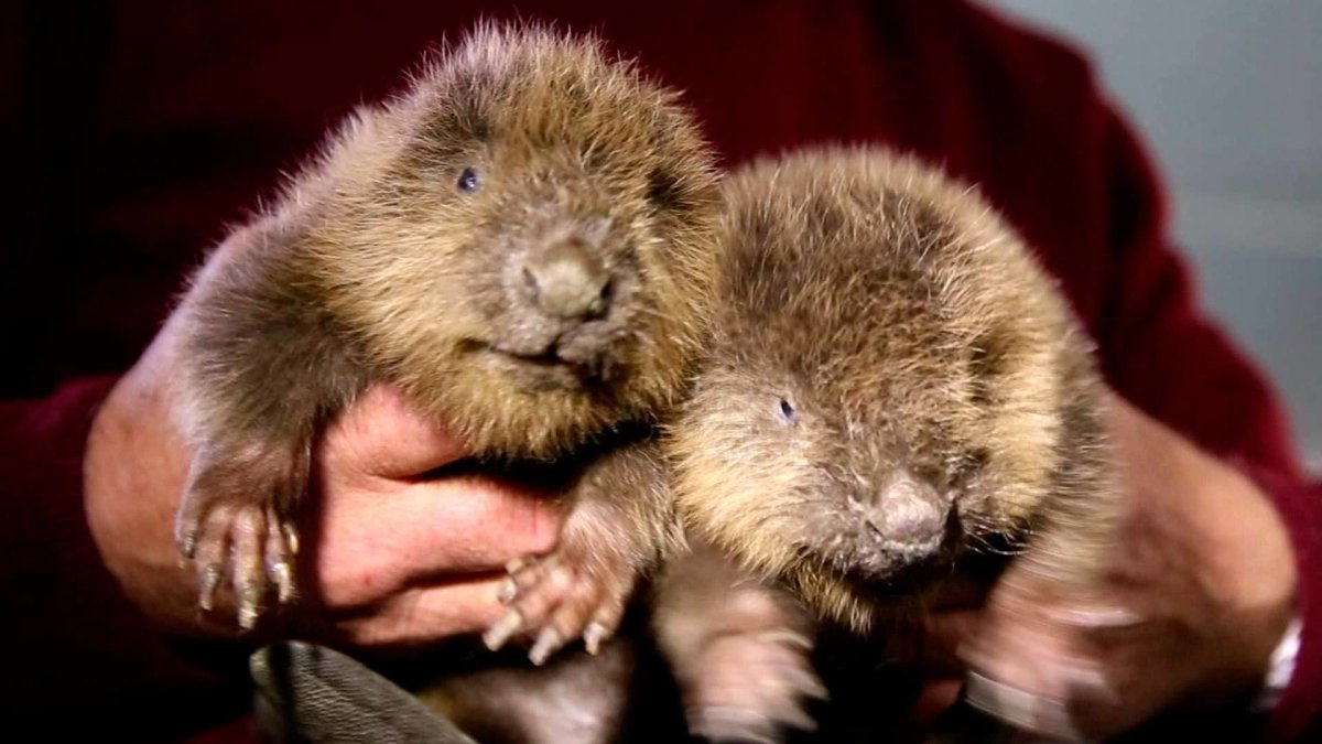 Воронежский заповедник Бобров