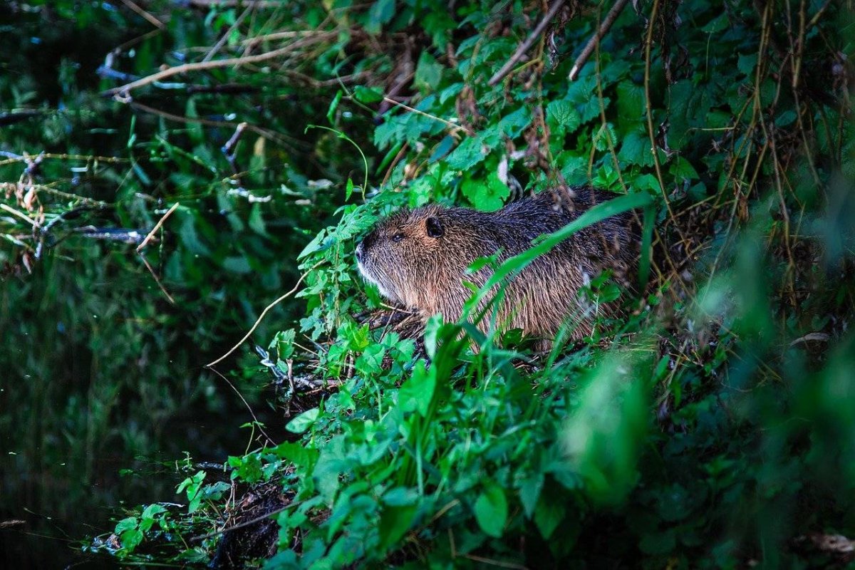 Западно Сибирский Речной Бобр